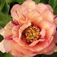 Paeonia Itoh Callies Memory